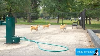 Pottawattomie Dog Friendly Area